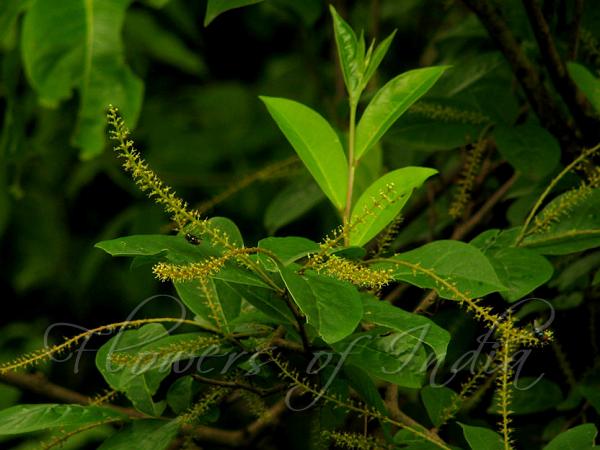 Mountain Currant Tree